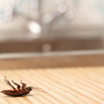 Permalink to How to Use Your HVAC for Bug Removal How to Use Your HVAC for Bug Removal