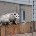 Permalink to Which Animals Might Do Damage to Your Outside HVAC Equipment?