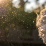 Permalink to There’s Nothing More Irritating Than Irritants In Your Home. Learn How to Prevent Them.