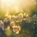 Permalink to Want to Avoid Spring Allergies? Then Follow These HVAC Tips.